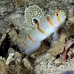 shrimpgoby_randalls_cr_hsb_r_h_0304_kom3305.jpg